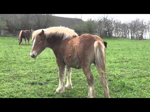 Manji de 1 an - Herghelia Fitero