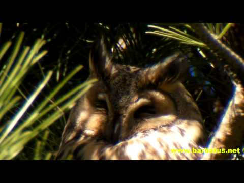 Buho chico ( Asio otus ) Long-eared owl