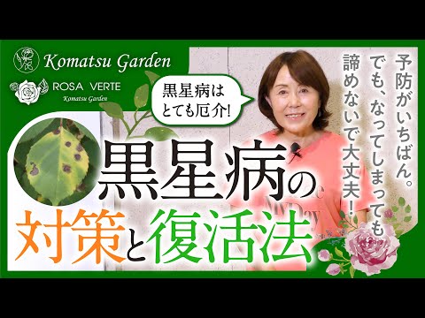病気 バラの茂み 黒い斑点 胞子 冬を越える 既存の葉が残っている 感染した茎