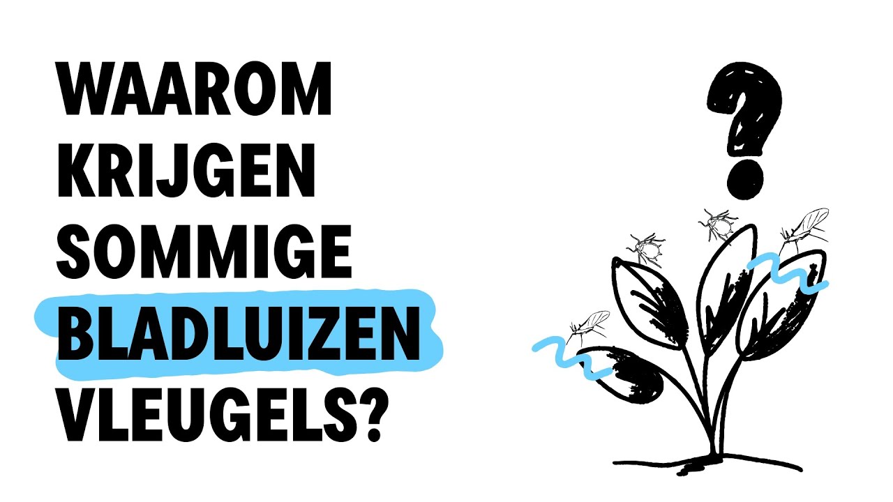 Waarom krijgen BLADLUIZEN VLEUGELS? - video