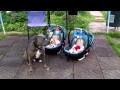 PIT BULL PROTECTING TWIN BABIES. NANNY DOG.