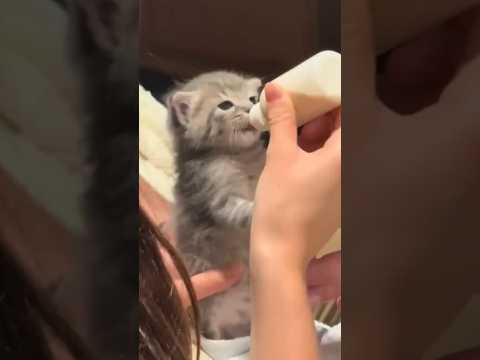 He’s A Tiny Fluff With A Huge Appetite 😂