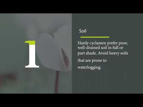 How to grow cyclamen