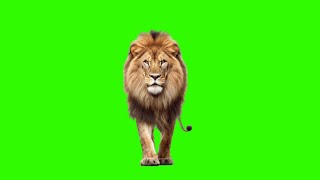 Download lagu Lion Walking Green Screen Stock Footage HD || Chroma Key mp3