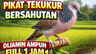 Download lagu Pikat Tekukur Gacor 1 Jam Nonstop 🐦 Terbukti Ampuh di Sawah & Hutan mp3