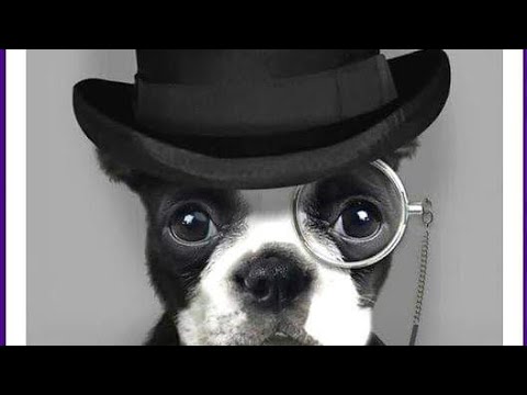 funny cats 🤣🤣 🐈😺 Funny animals 🤣