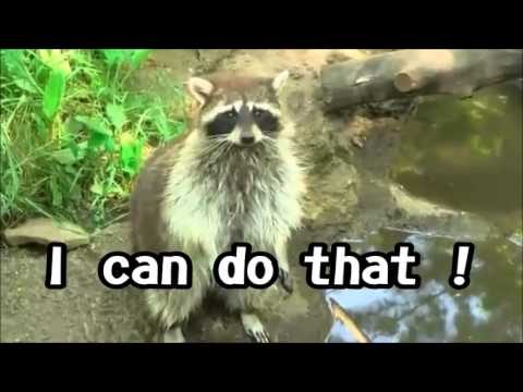 Raccoon Michael Jarre