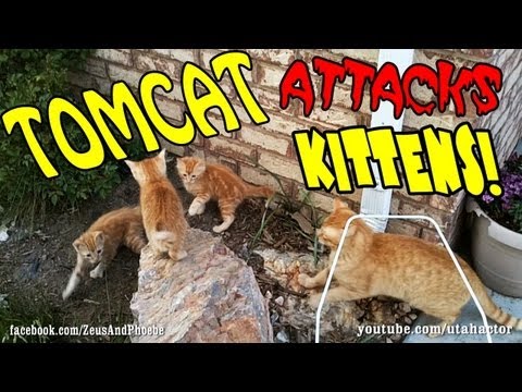 Tomcat Attacking Kittens