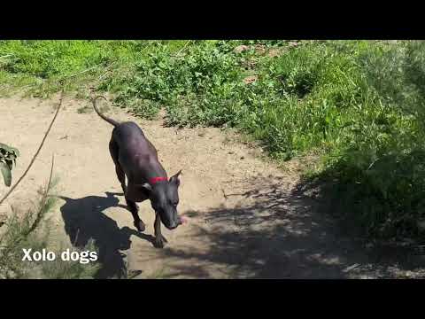 Xolo Dog goes hiking on a Beautiful Trail