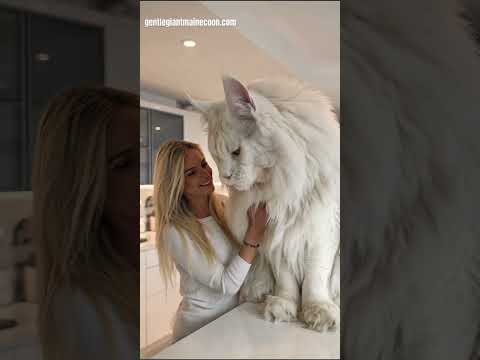 Giant Maine Coon Cat