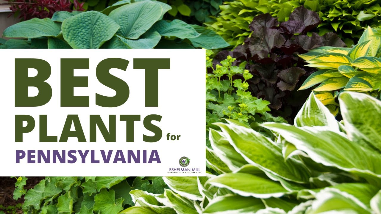 Best Plants for Landscaping in Pennsylvania - Native Plants