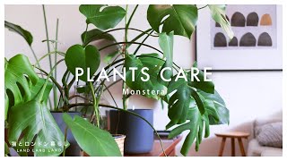 【観葉植物】元気のないモンステラのケア｜育て方｜剪定｜初心者