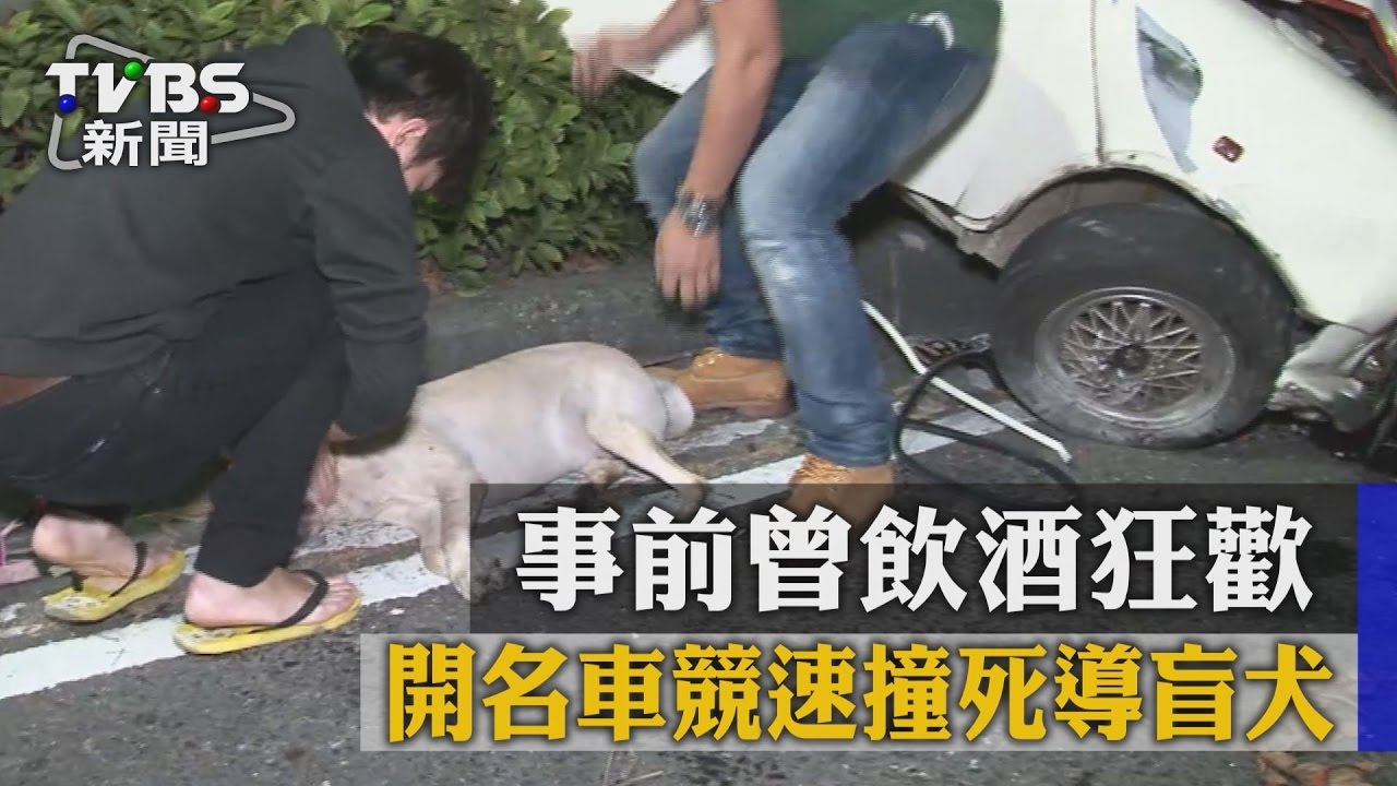 開名車競速撞死導盲犬 事前曾飲酒狂歡