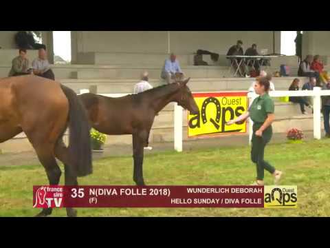 Show AQPS Ouest 2018 : Lot 35 - N(DIVA FOLLE 2018)