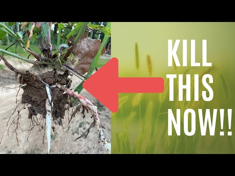 Kill Impossible Weeds | Johnson Grass