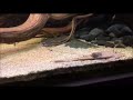 Pseudohemiodon apithanos Pseudohemiodon apithanos
