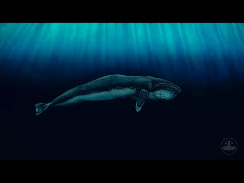Whale - Bodypainting Illusion by Johannes Stötter