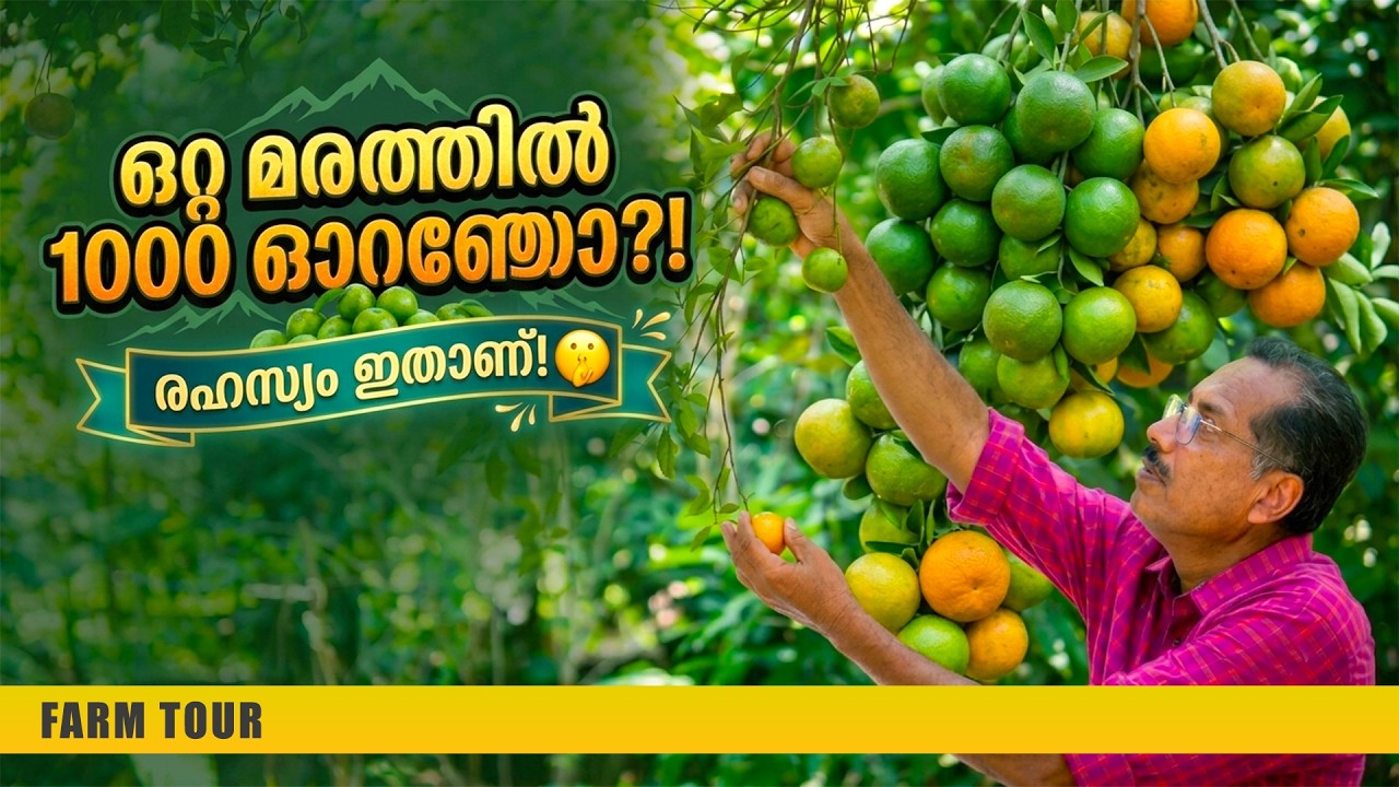 വർഷങ്ങളായി കാത്തുസൂക്ഷിച്ച ഓറഞ്ച് മരം… ഇത്തവണ വീട്ടുമുറ്റത്ത് അത്ഭുത കാഴ്ച!