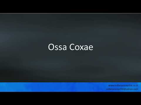 Pronunciation of the word(s) "Ossa Coxae".