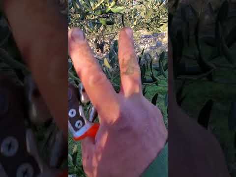 Rezidba maslina na rod Slatine Ciovo