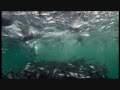 Amazing Feeding Frenzy Whales Murrs And Gulls Ambush Herring