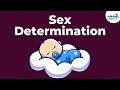 Genetics Sex Determination Lesson 19 Don T Memorise
