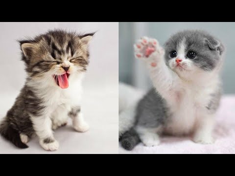 Baby cats cute and funny cat videos compilation
