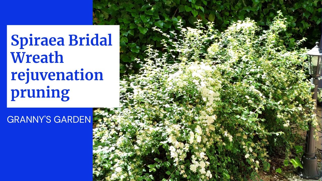 Where to Buy Bridal Wreath Bush