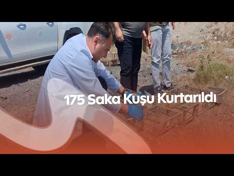 Kahramanmaraş’ta Kaçak Saka Kuşu Avına Ceza! 4 Kişiye 2,2 Milyon Lira