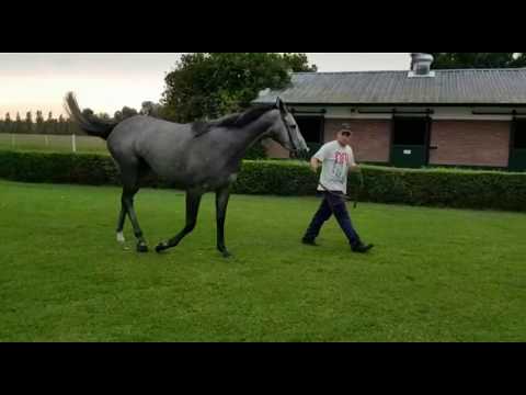 Lote DUQUESA NISTEL (ARG)