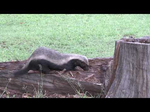 Honey Badger male excavating rotten log