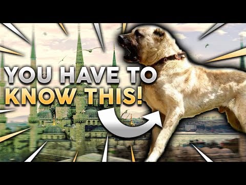 KANGAL 101! Everything You Need To Know About Owning A Turkish Kangal Puppy