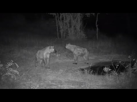 Djuma: Two Hyenas - 22:28 - 06/11/20