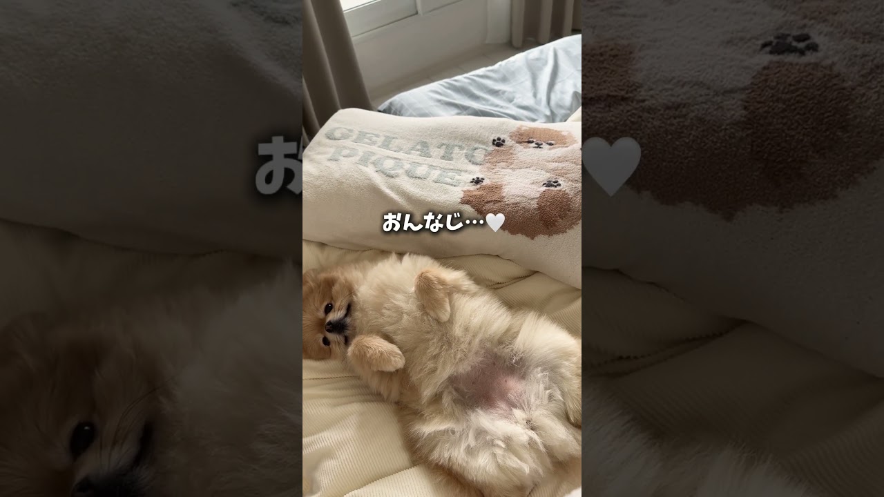 ジェラピケが欲しいポメ