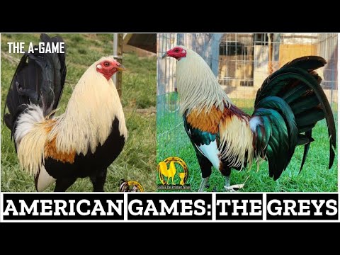 American Games:  They Grey Bloodlines