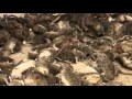 Ratting HD Kill Count 713 Dead Rats WARNING Graphic Scenes Of Pest Control 18 Only