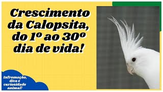 [Calopsita] Acompanhe o Crescimento do 1 ao 30 Dia de Vida!