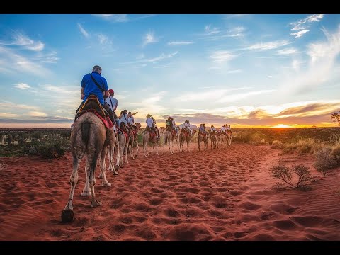 Uluru Camel Tours