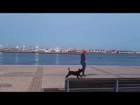 Playful Dog River Arad 7 October 2025