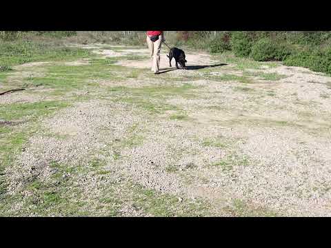 Vídeo de JOSEPHINE