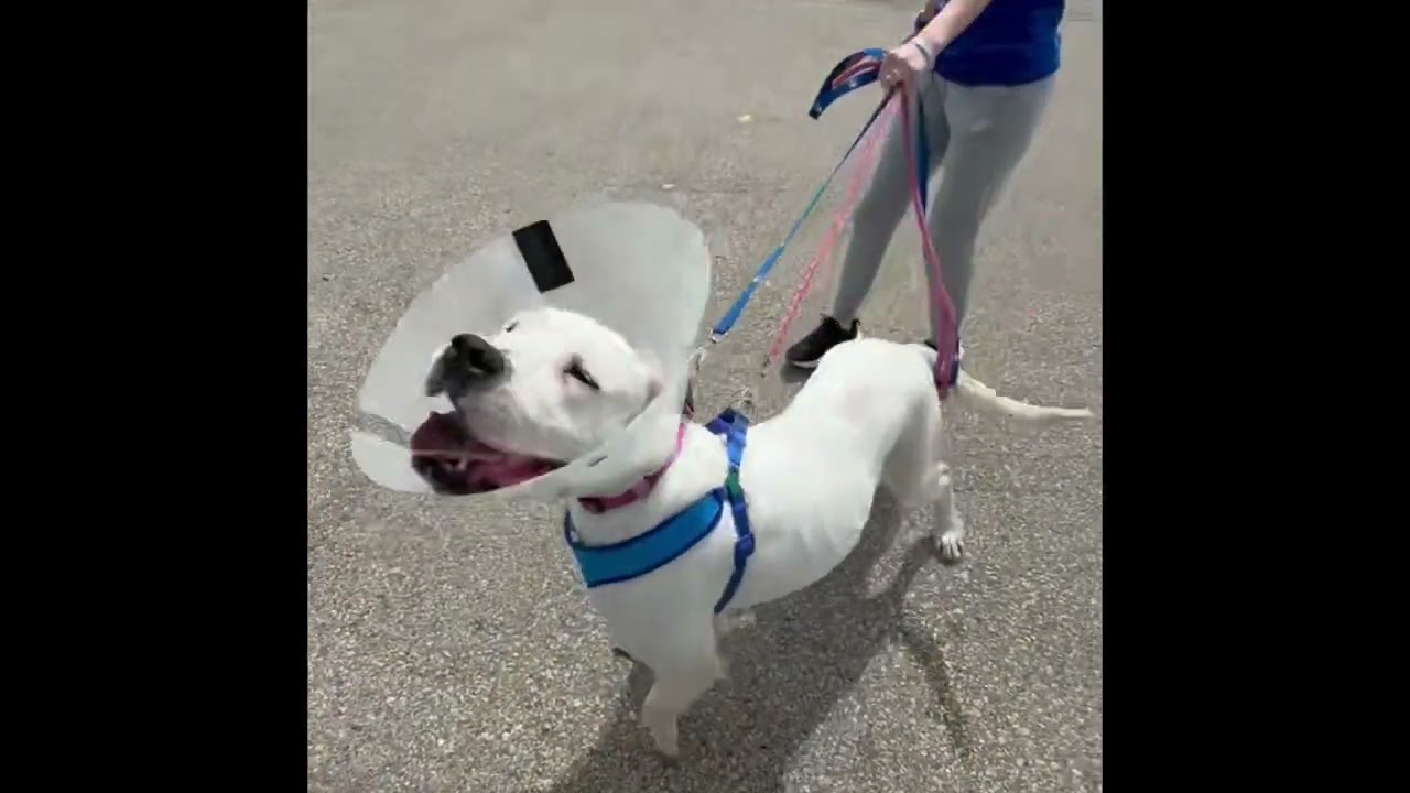 Pink, a ADOPTABLE Dogo Argentino in Dodgeville, WI video 3/5