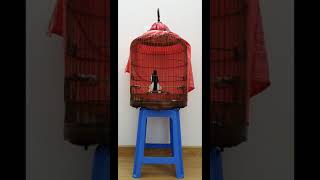 chòe than hót đấu chạy cầu