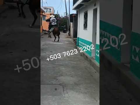 Bonito potro lo, tienen en San Rafael Cedros, Cuscatlán, lunes 01 de diciembre 2025