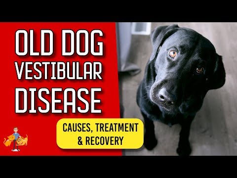 Old Dog Vestibular Disease: signs, treatment and recovery