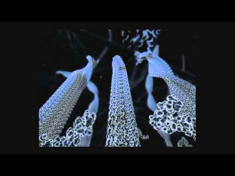 The Real Brain Science of Dementia by Jay Ingram