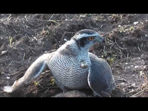 Krystal - New Year, New Season