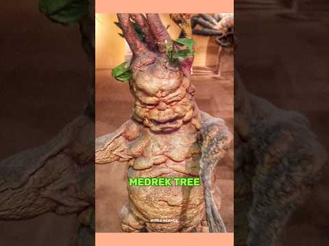 medrek tree बच्चों की तरह रोने वाला पौधा 😱 #shorts #viral # #youtubeshorts #video