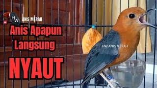 Download lagu Merangsang Emosi Dalam Hitungan Detik, Pancingan Anis Merah Bikin Rajin Berkicau | HW ANIS MERAH mp3 Download lagu Merangsang Emosi Dalam Hitungan Detik, Pancingan Anis Merah Bikin Rajin Berkicau | HW ANIS MERAH mp3