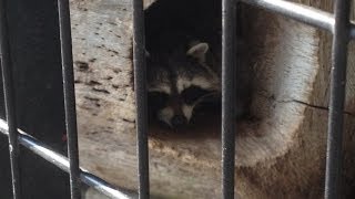 Raccoon お昼寝大好きのアライグマくん