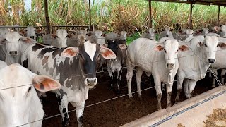 VENDEMOS MAIS UMA CARGA DE GADO #agricultor  #agropecuaria  #agronegocio #gadodecorte